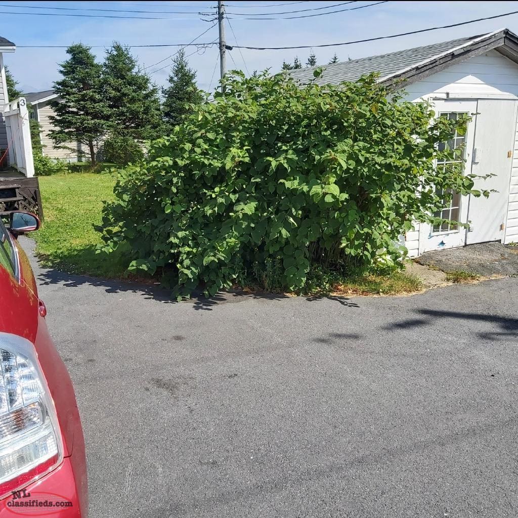 Arnold's cove with an older home that needs upgrading Clarenville, Newfoundland Labrador NL