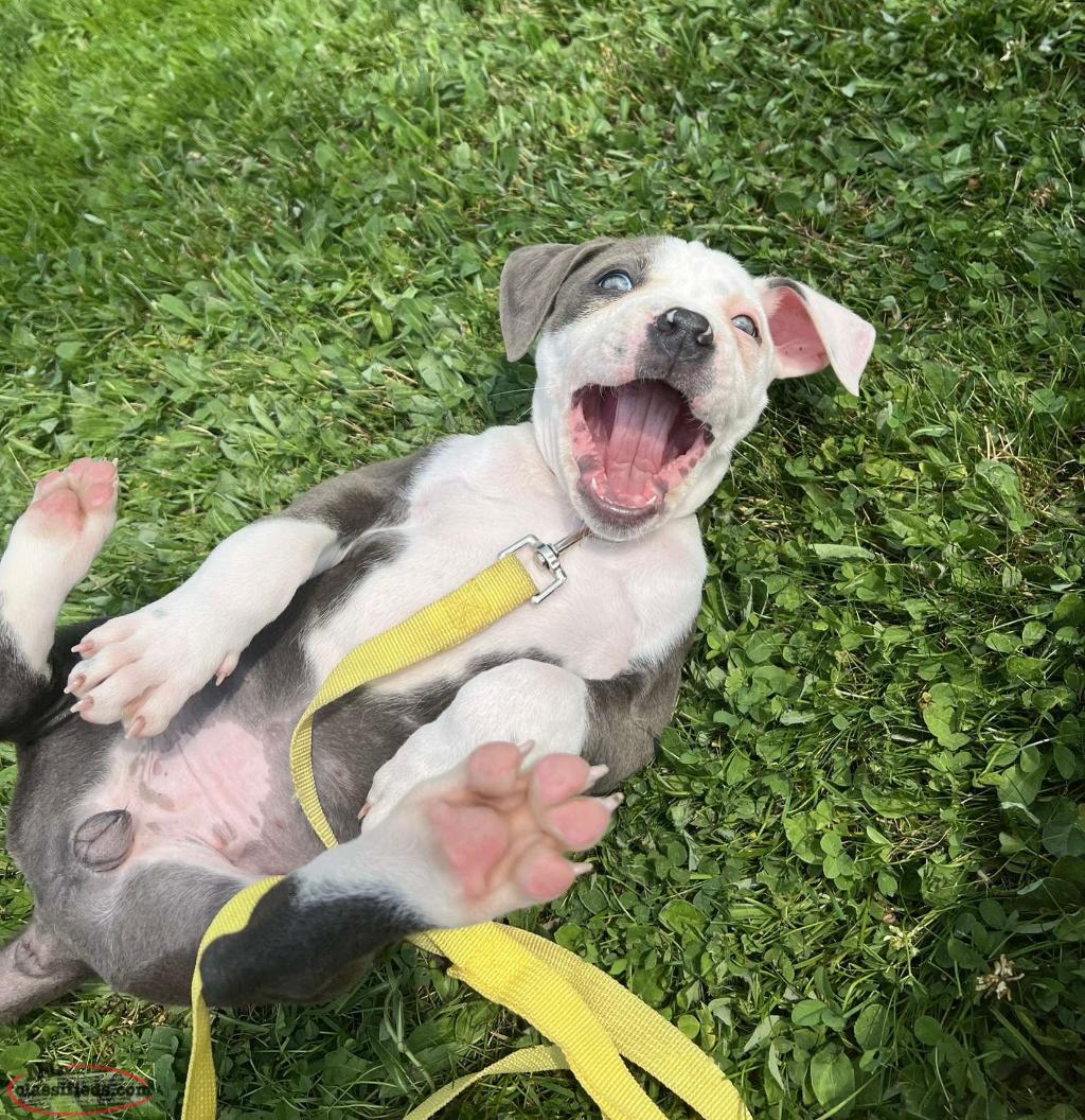 Blue nose American terrier pitbull puppies - St.johns, Newfoundland ...