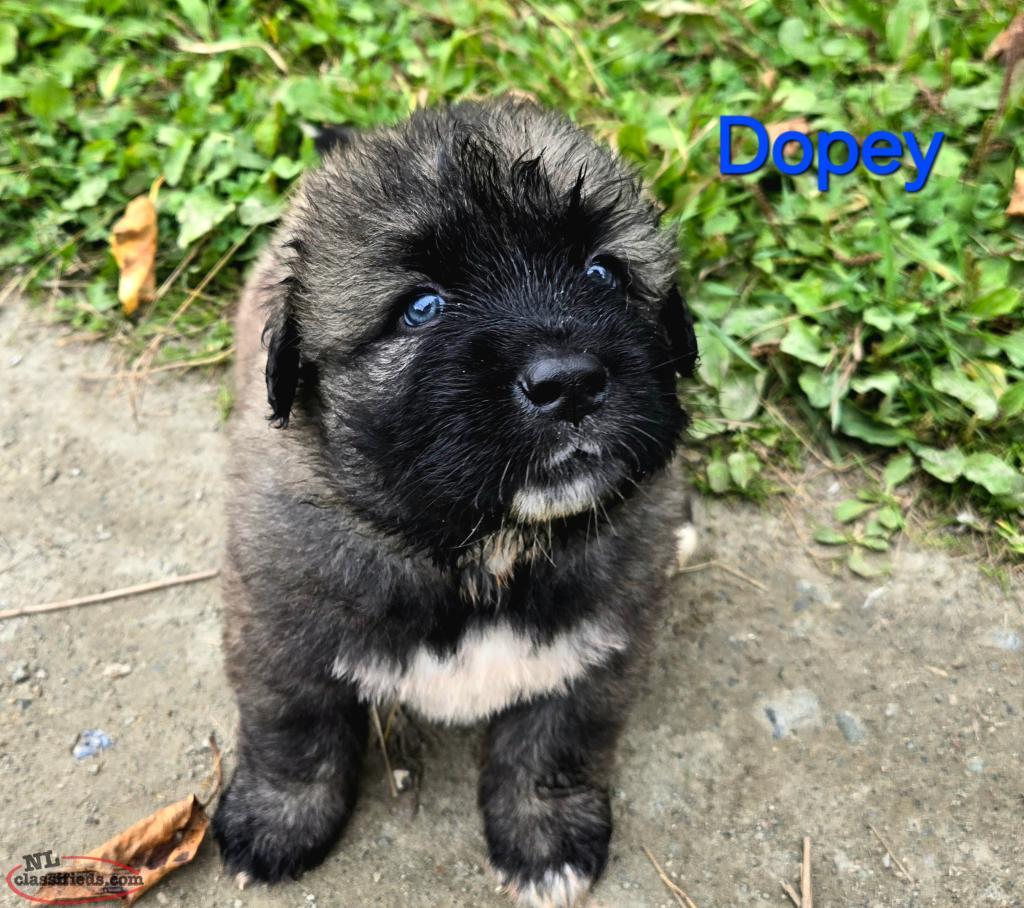 Livestock Protector Puppies Baie Verte, Newfoundland Labrador NL