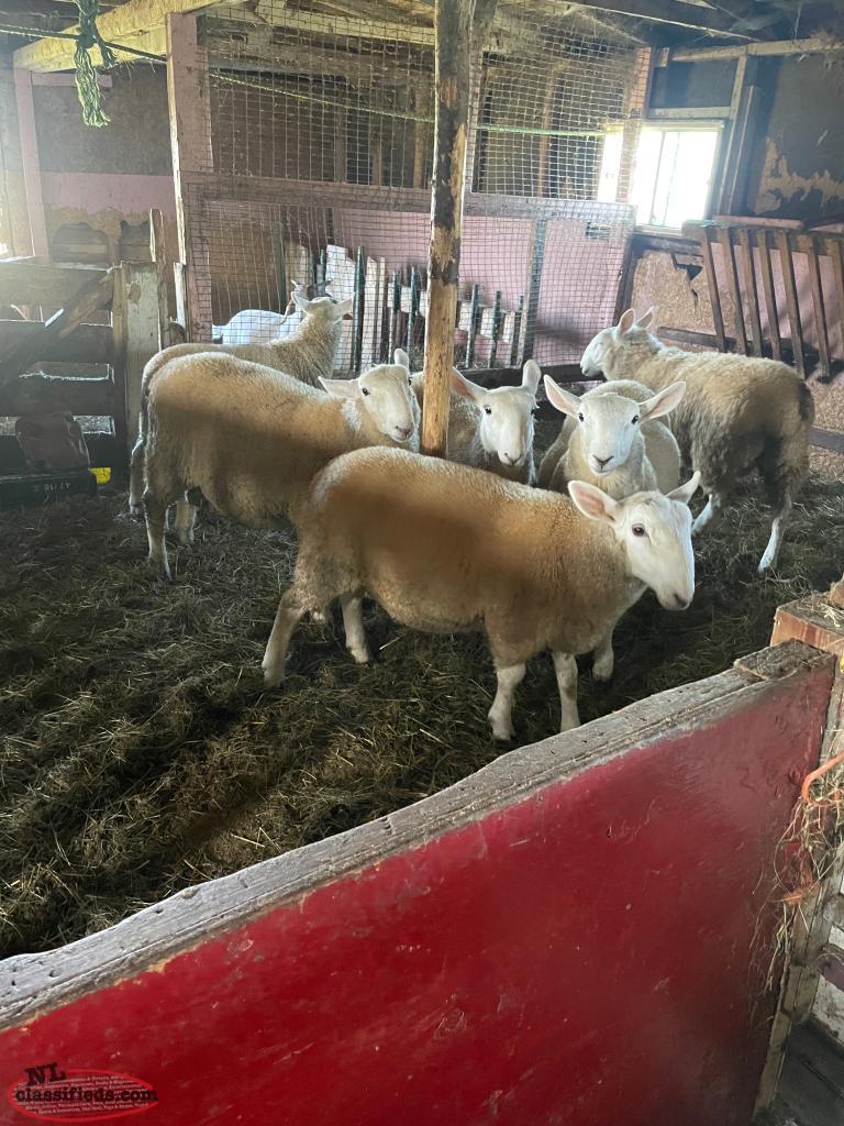 Lamb Bryants Cove, Newfoundland Labrador NL Classifieds