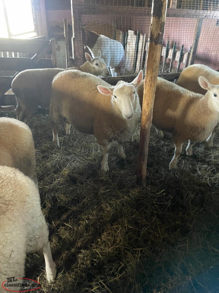 Lamb Bryants Cove, Newfoundland Labrador NL Classifieds