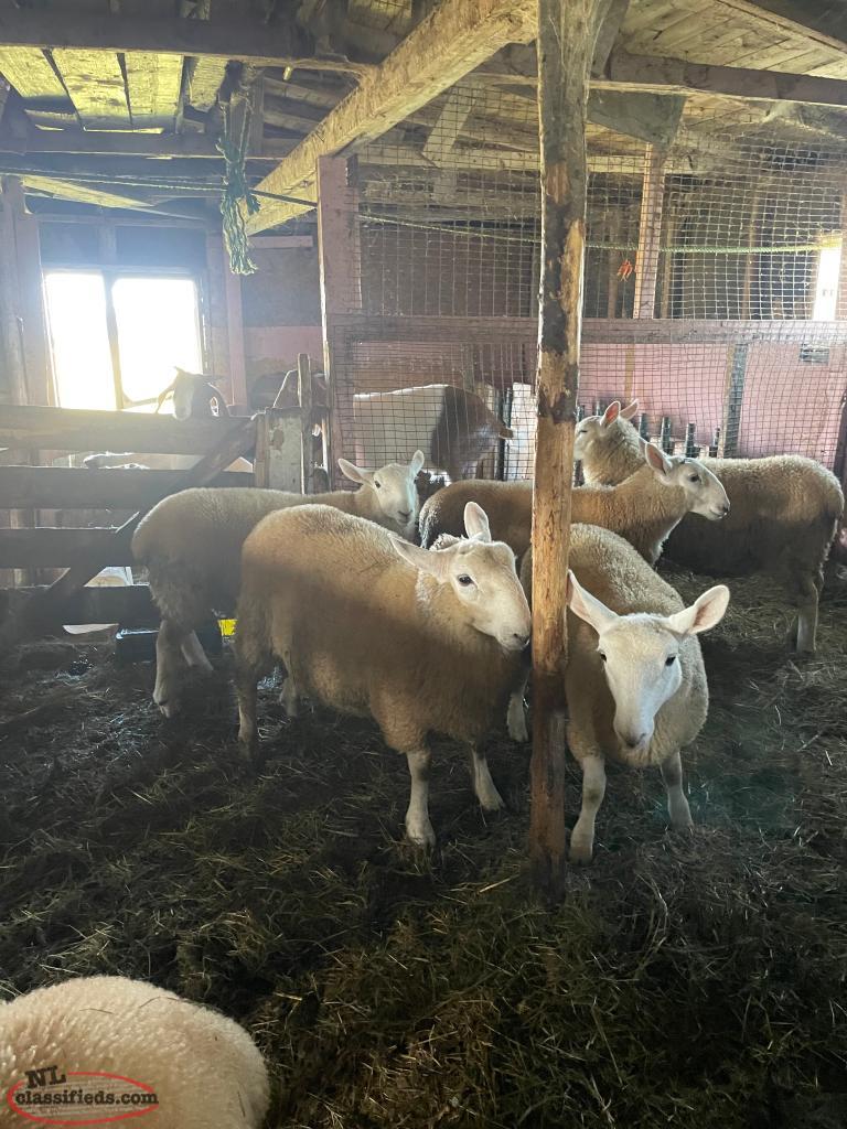 Lamb Bryants Cove, Newfoundland Labrador NL Classifieds
