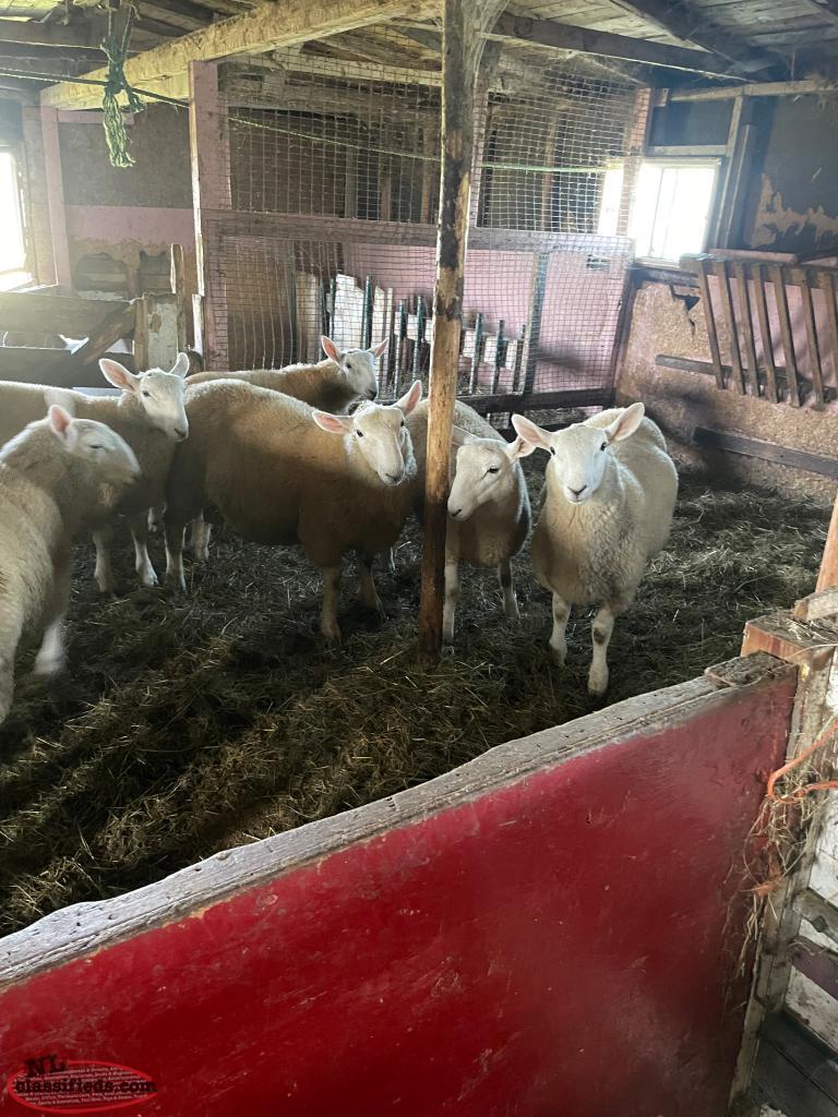 Lamb Bryants Cove, Newfoundland Labrador NL Classifieds