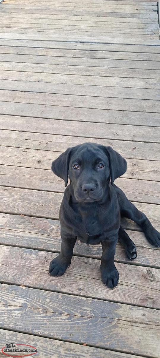 Purebred Female Labrador Puppies Holyrood, Newfoundland Labrador NL