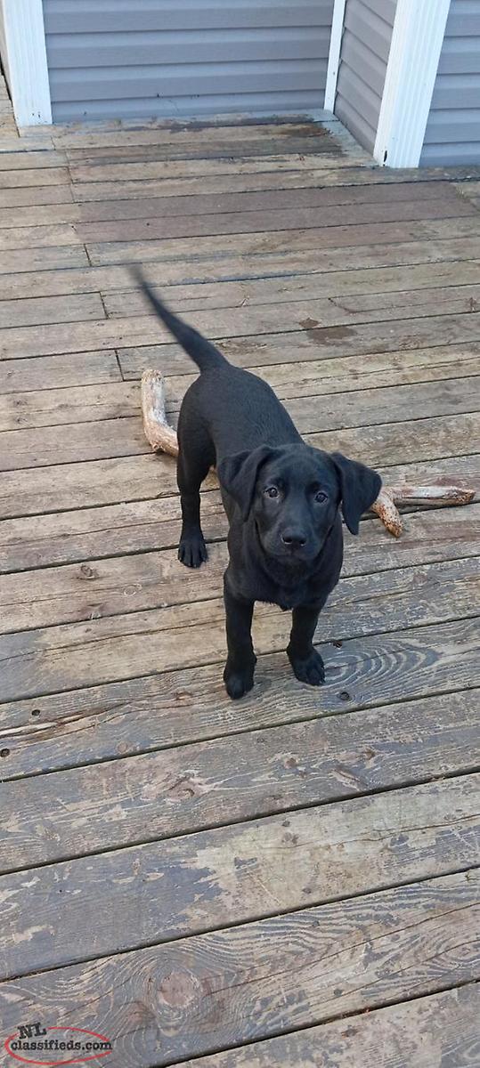 Purebred Female Labrador Puppies Holyrood, Newfoundland Labrador NL