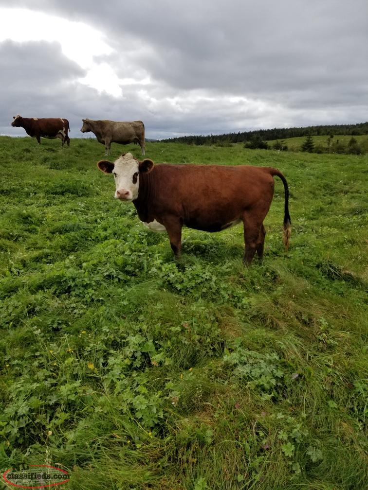 For sale 2 and half year old beef cow 2000. New Harbour